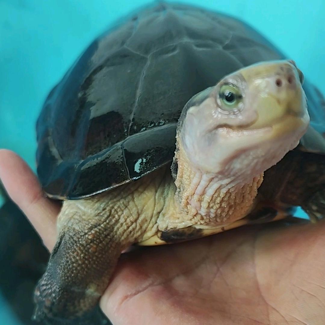 洲天之际