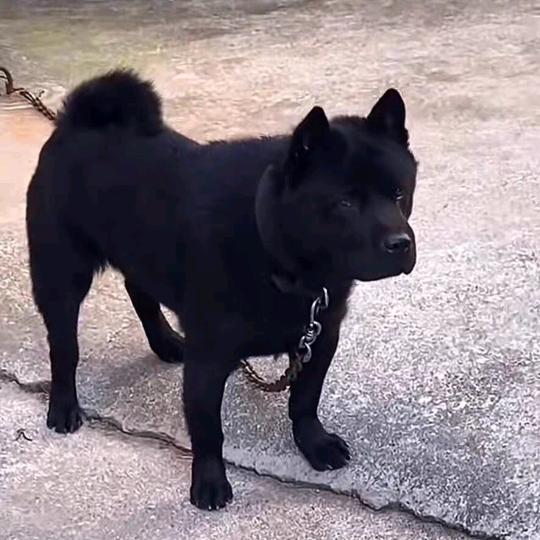 天堂狗哥