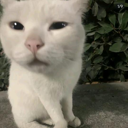 萌宠探长