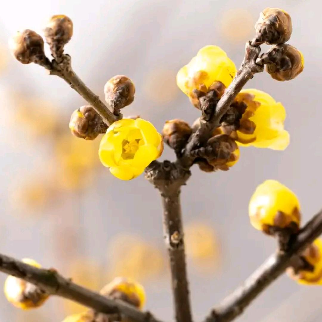 品香花卉素心腊梅基地