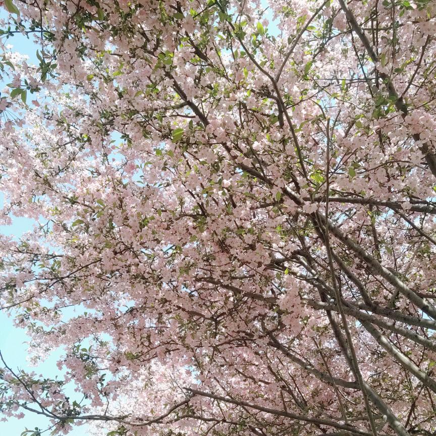 💖心晴