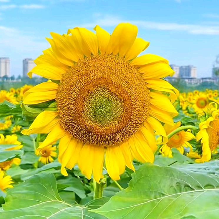 👑🌻万里晴空🕊✈️