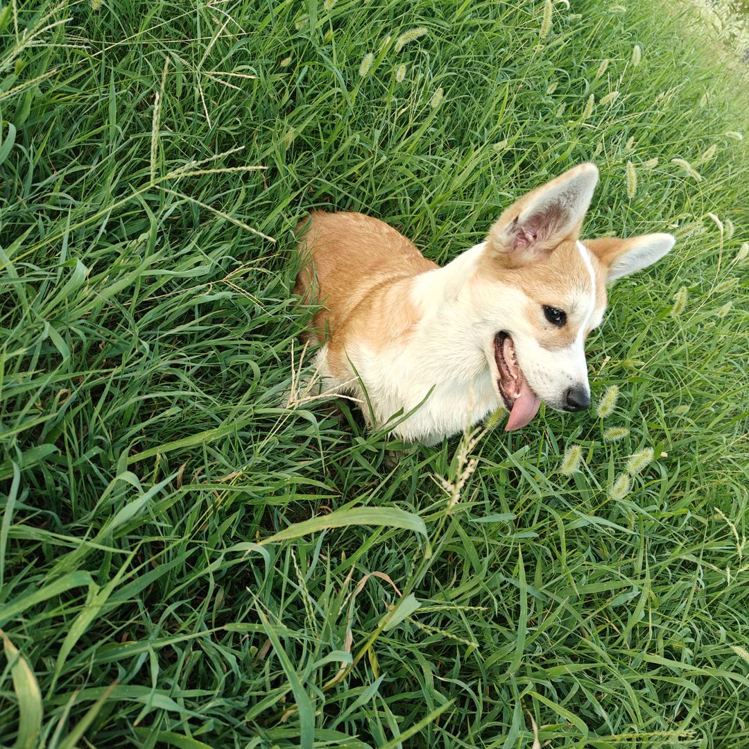 毛孩子  “球球”