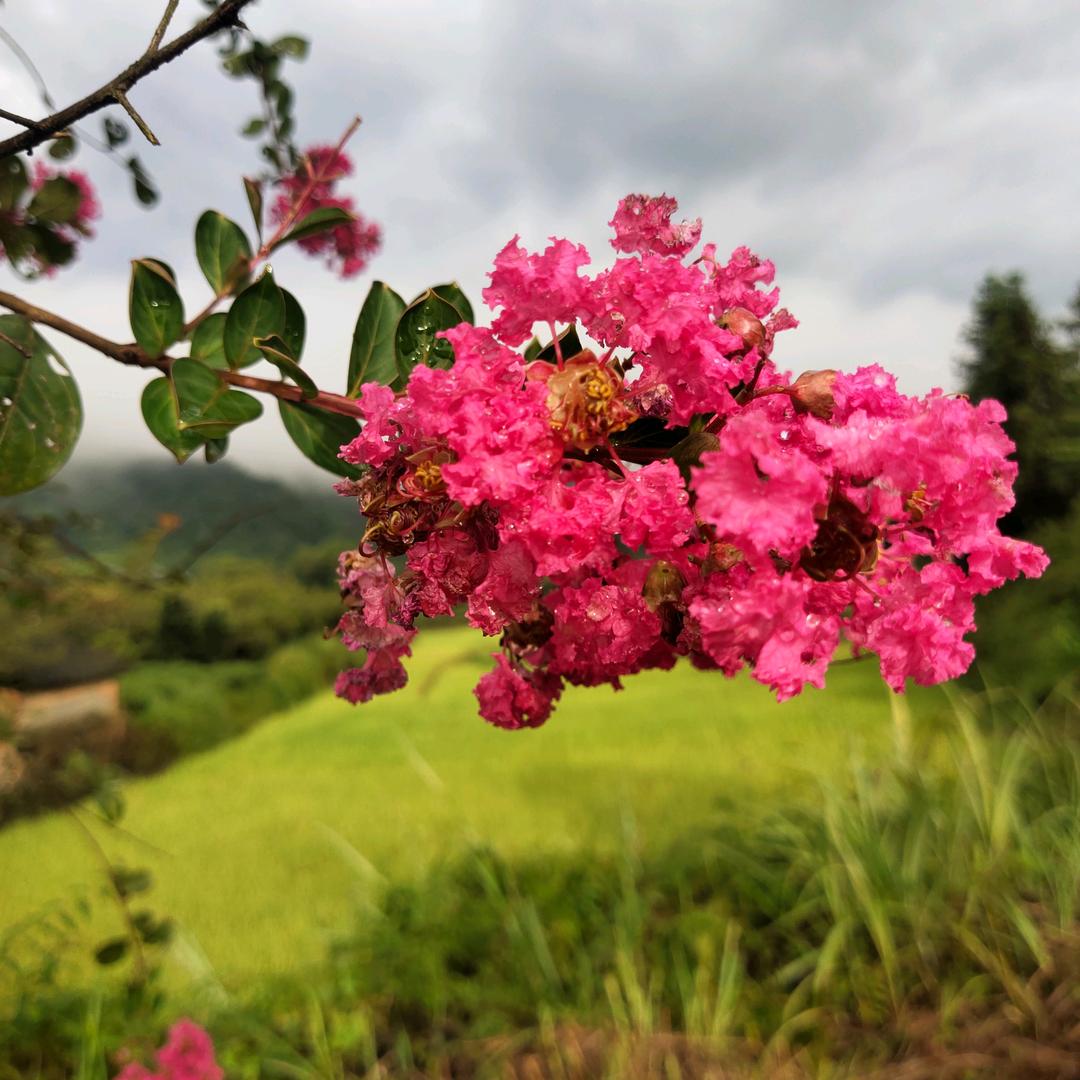 小花菜