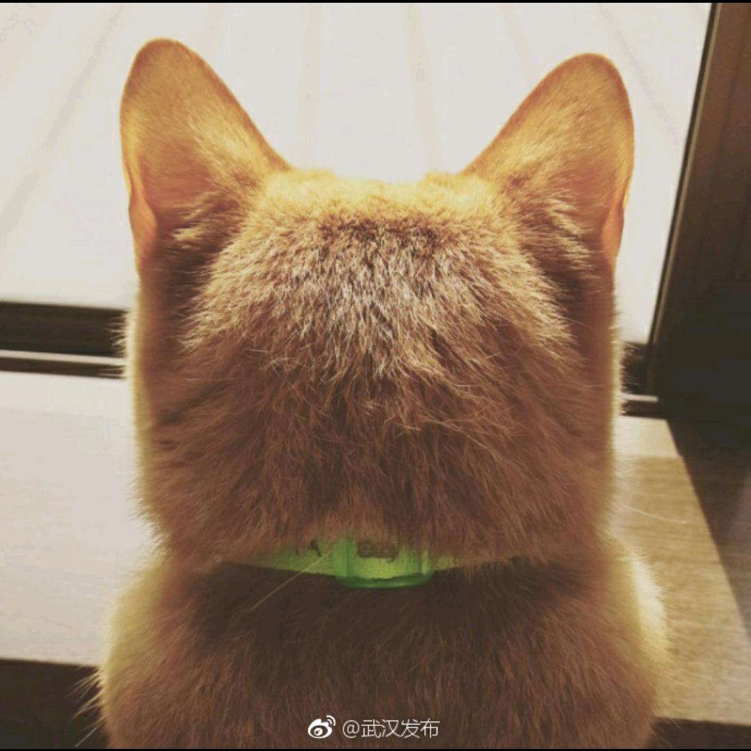 濯淼