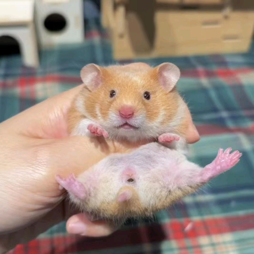 ☞骑着蚊子去兜风☜