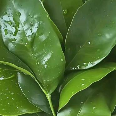 单亲妈妈 (已绝育拒绝私聊）