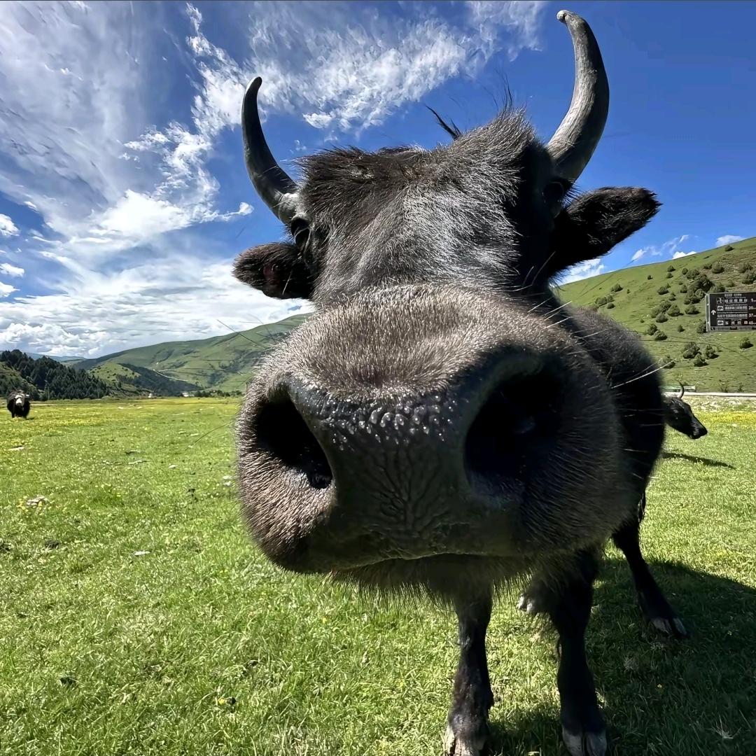 李同学有点东西