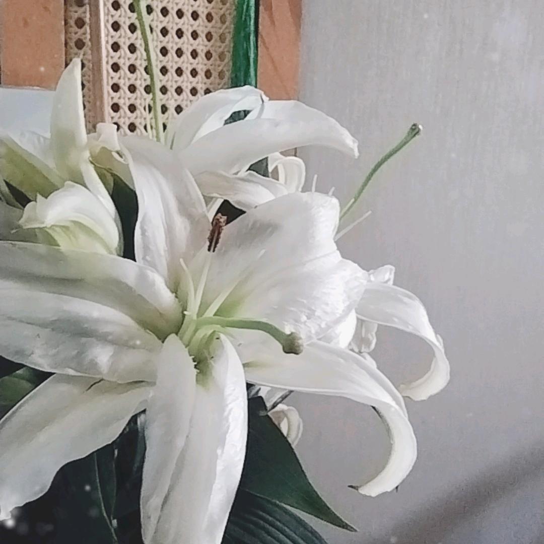 茜肌美水墨兰庭美容