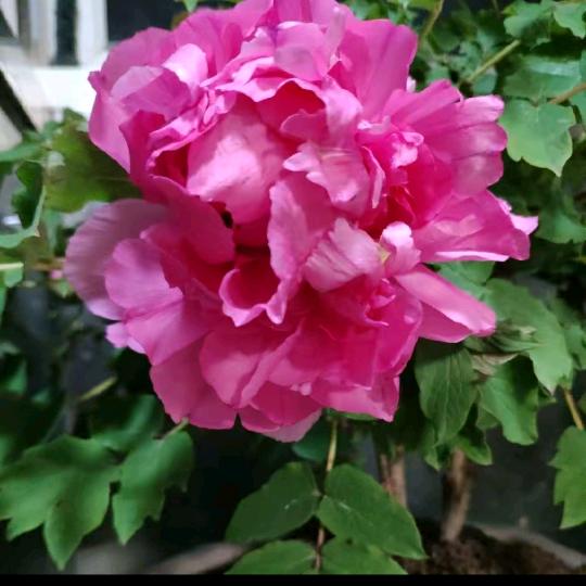 ᰔᩚ开心乀快乐꧔ꦿꦿ࿐ᩚ