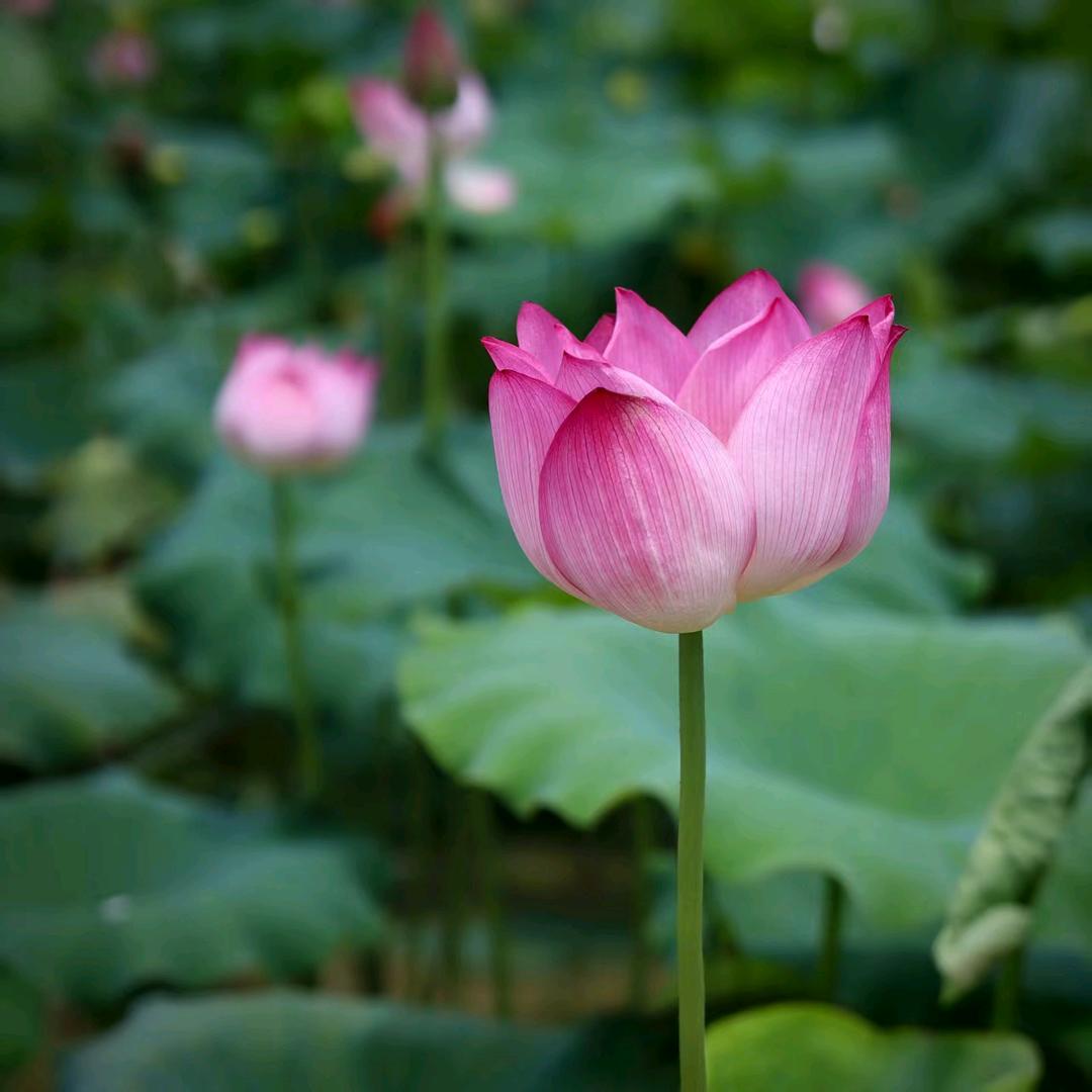 এ᭄幽兰烟雨梦ོꦿృ༊