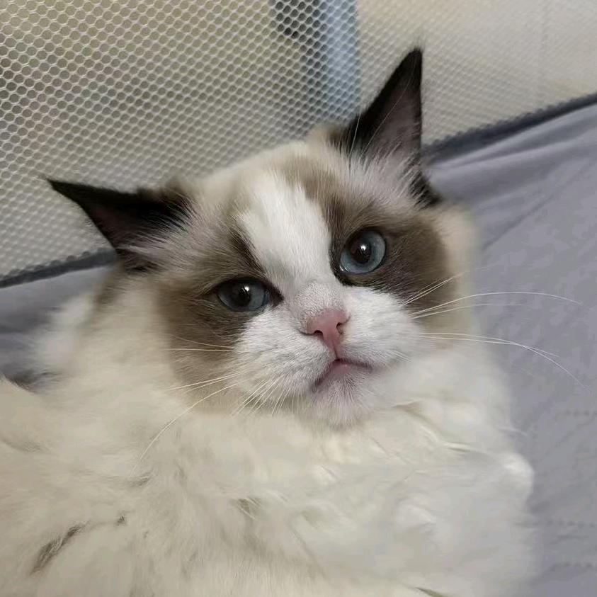 老阿姨家的猫（出猫）