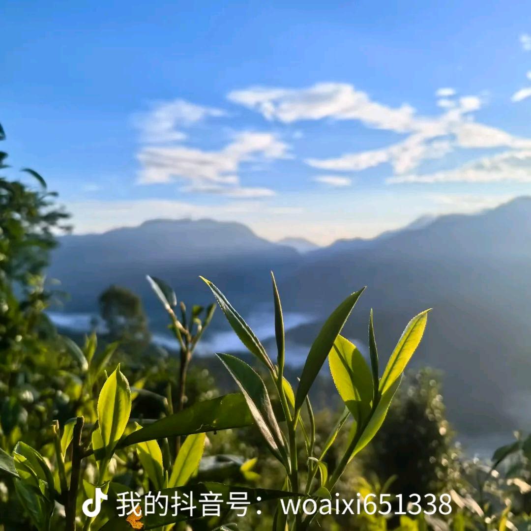 尹花花🐑⋆͛ᵞᵐ(售自家普洱茶版)