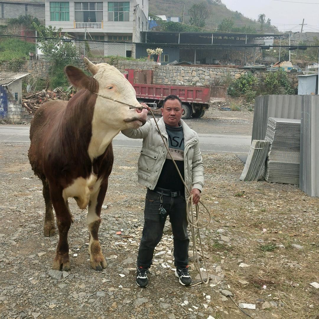 本人长期收购肥猪母猪  母牛古子大小都要