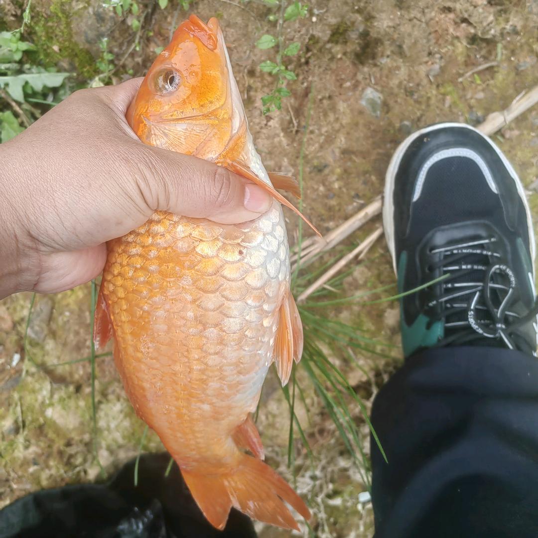 七竖