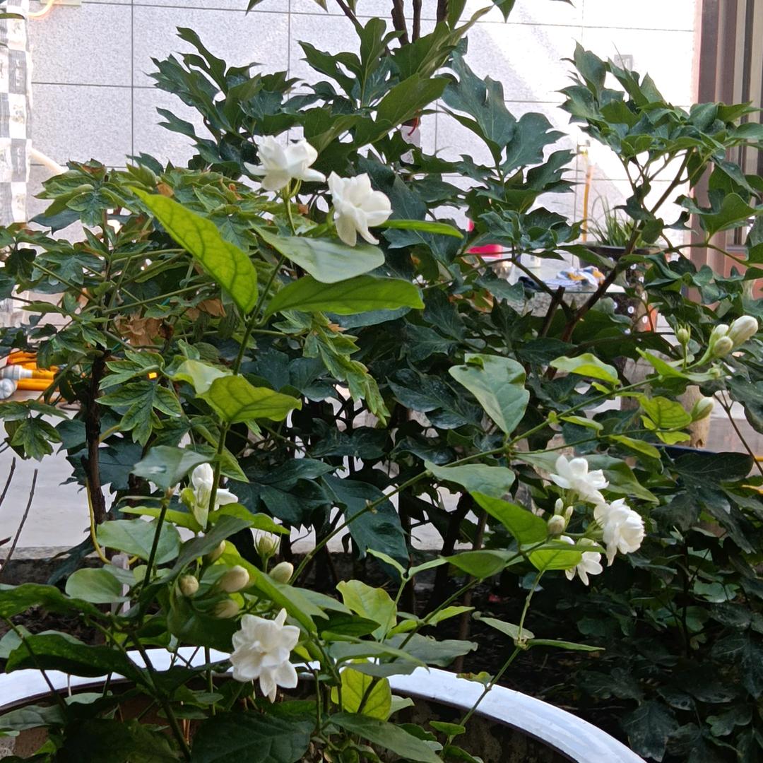 我在远方思念乡