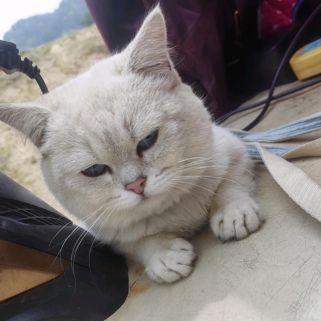 柠檬🍋绿茶