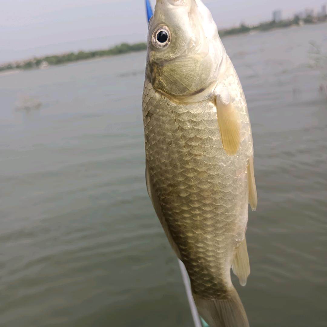 博乐