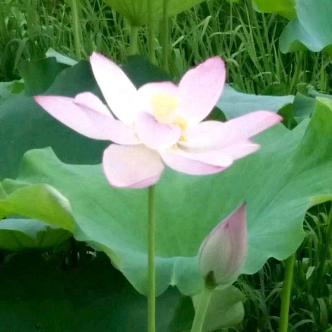 兰🍎🌺