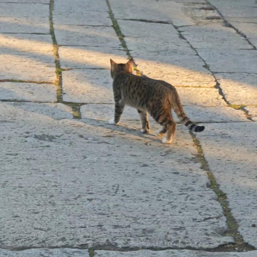 今晚会有月亮🌙吗？