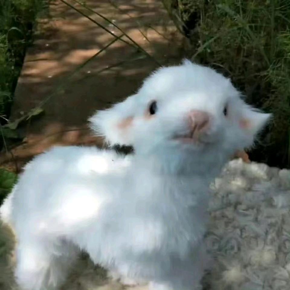 丹青水墨