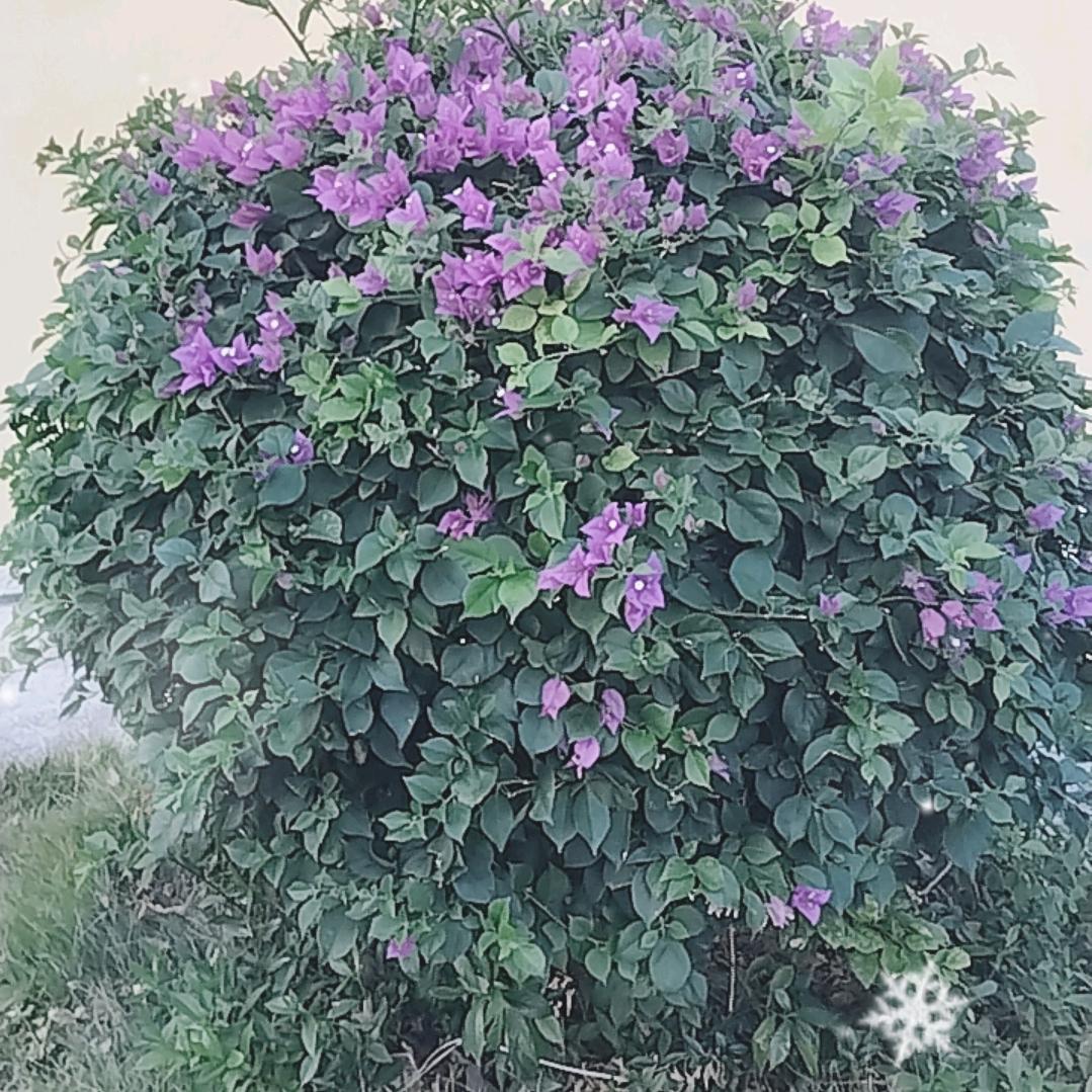 五嶽争锋独维秀