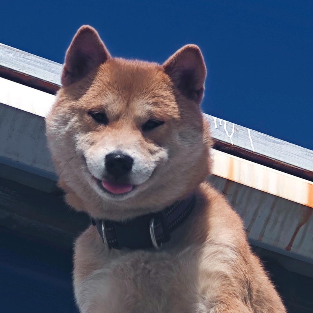 彪（金渐层养户）