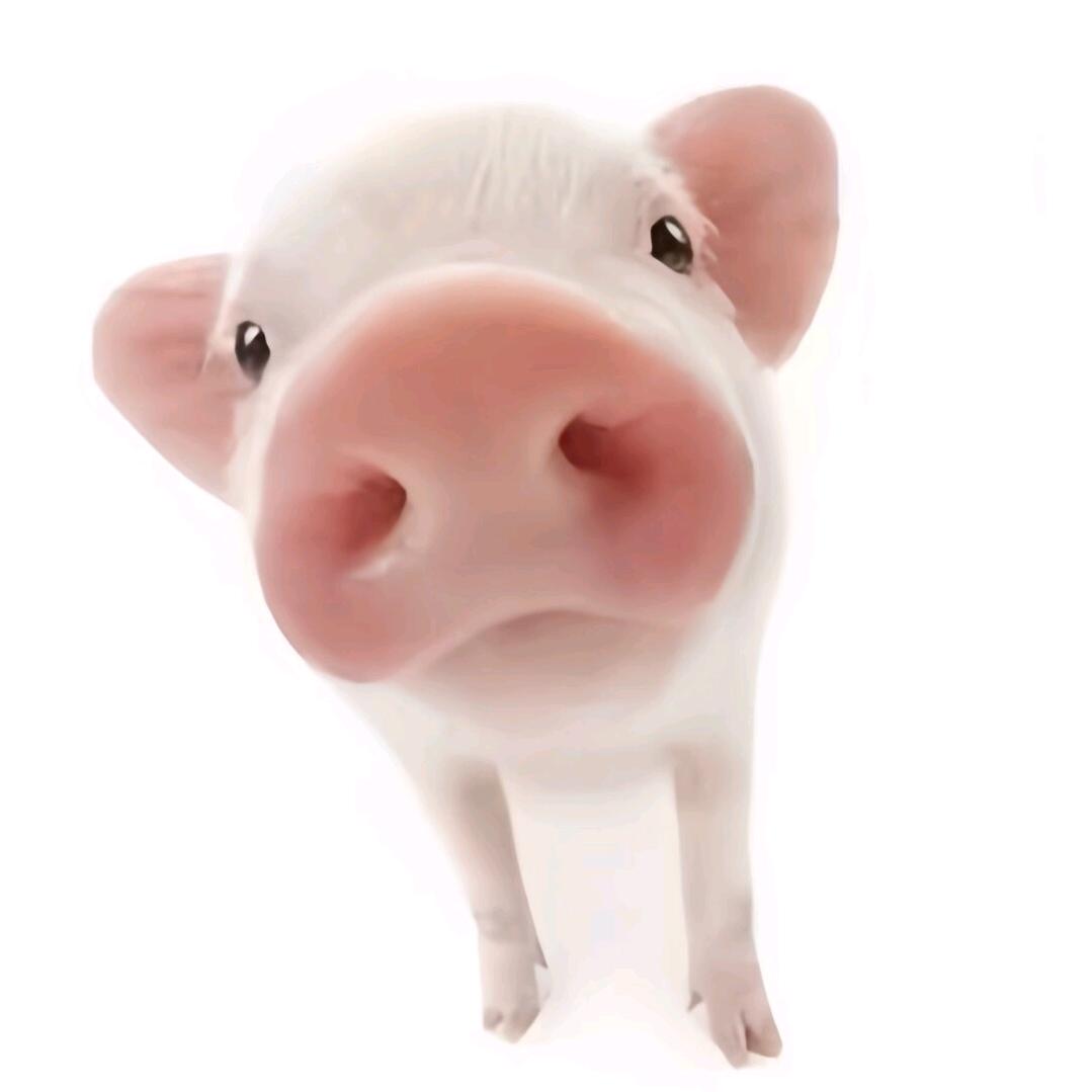 柔.🎊(上学中ʢ>🐽<ʡ)