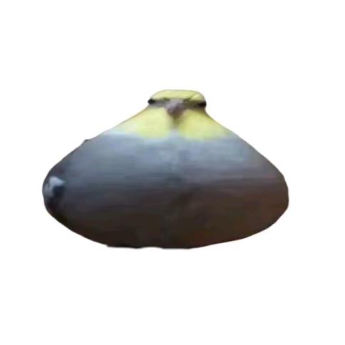 鱼生(-ω-)