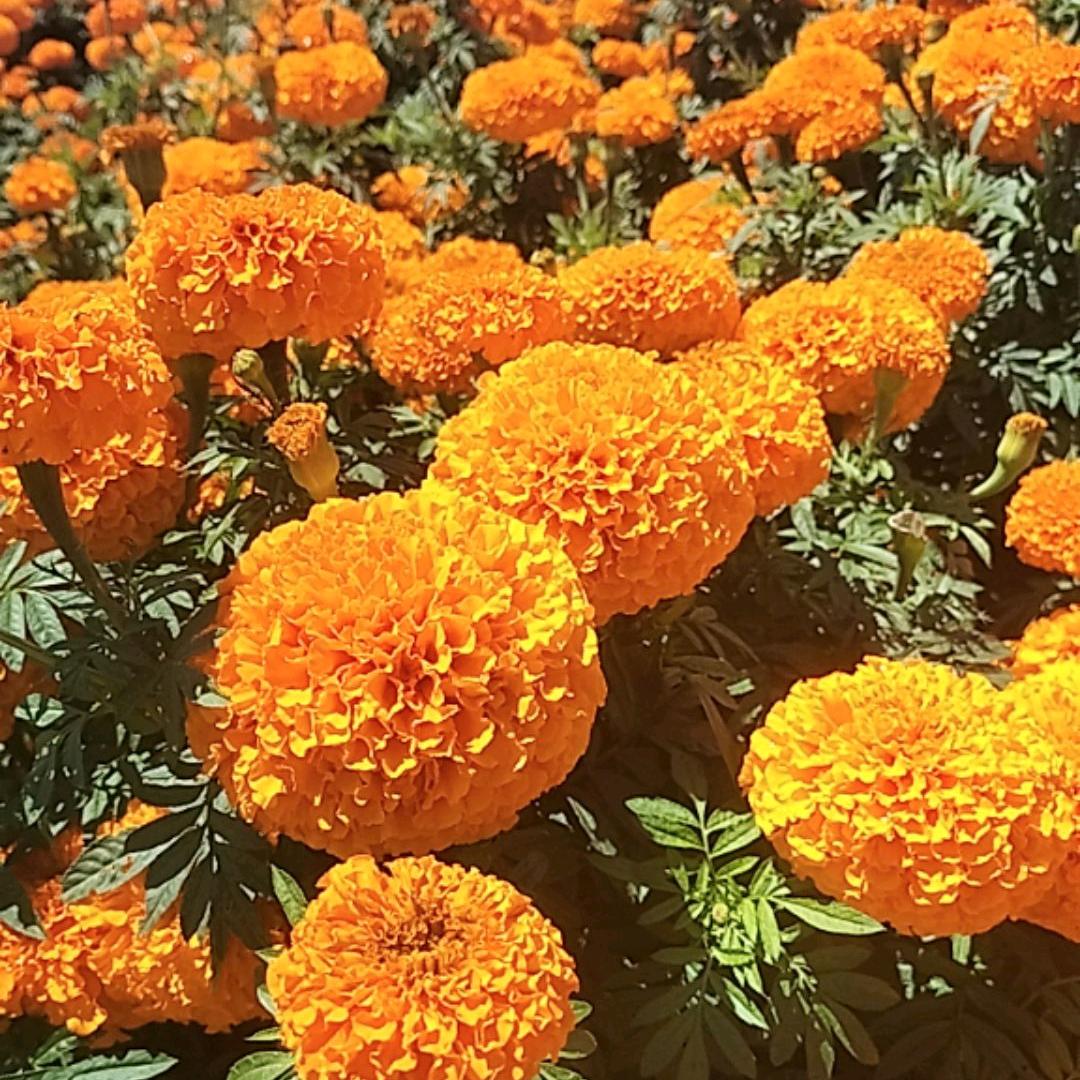 小芬