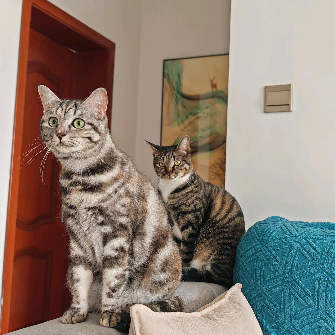 狸花小筑宠物用品