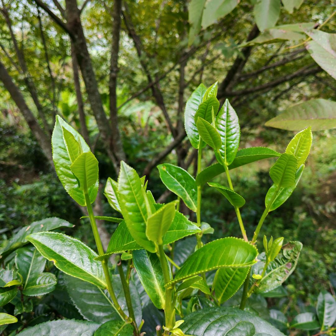 🍓往事🐠随风🌹向风🍂而行