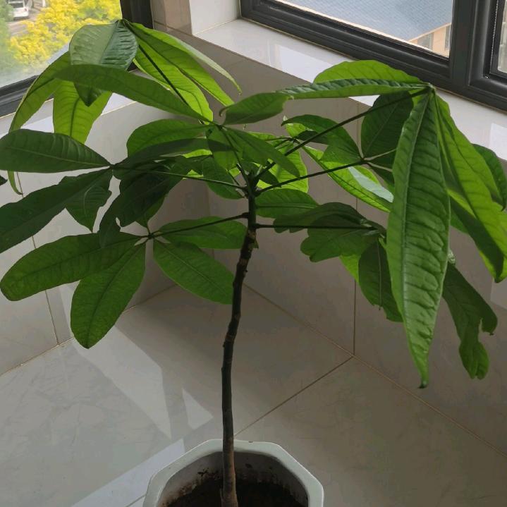 李军，云南专线