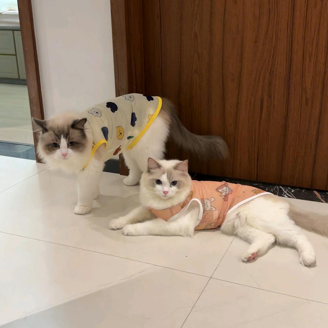 猪毛毛养猫啦