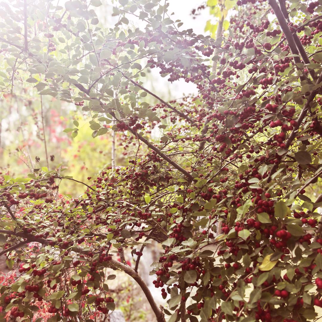 (♡>𖥦<)/♥钱程似锦🦋