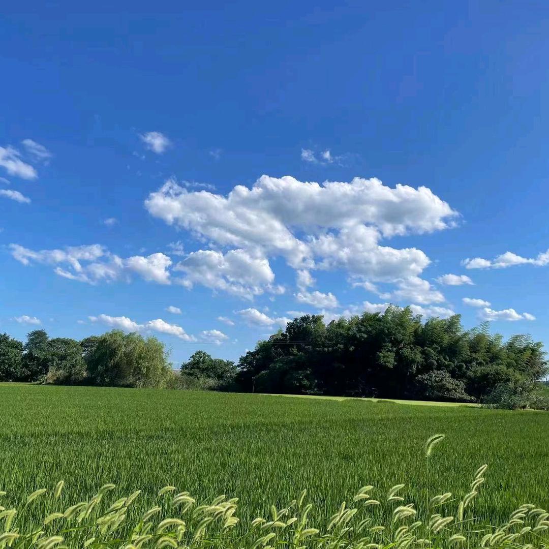 远处的飞翔(徐)