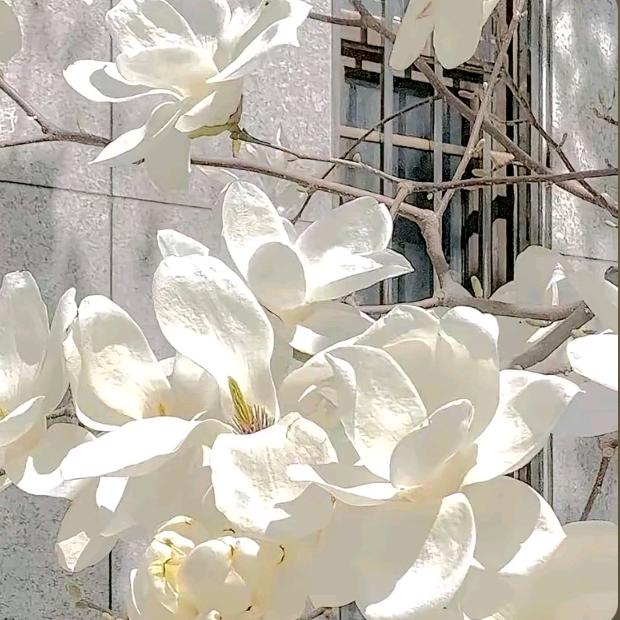 梦🍂🍃里🍁🌷优💐🎋伤