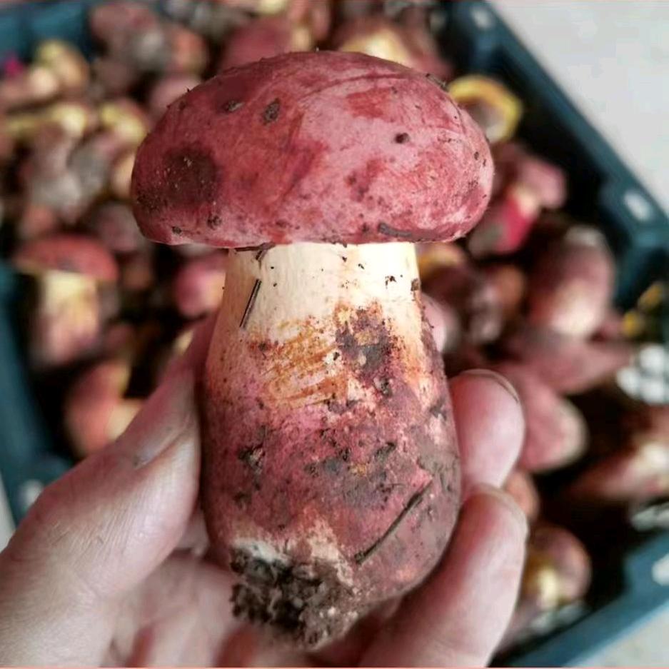 见手青（三角州行动）