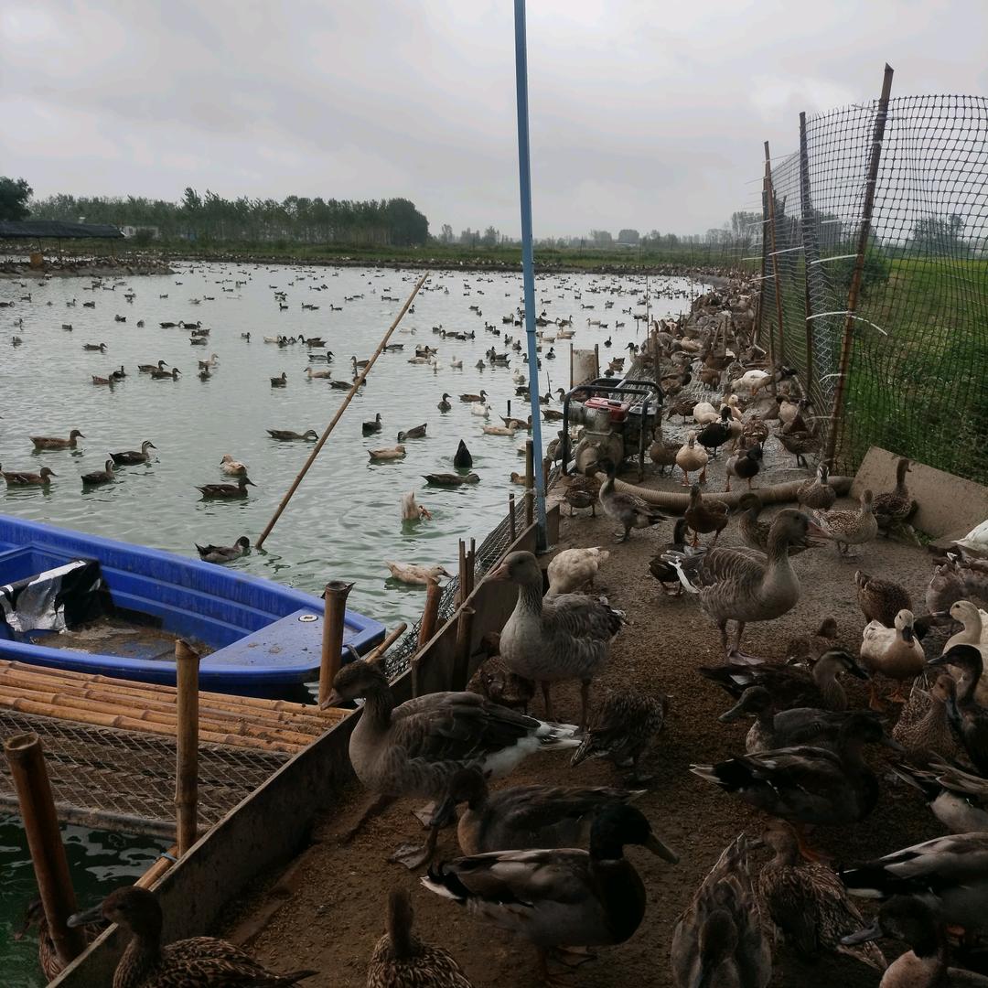 霍邱小鸭鸭家的店