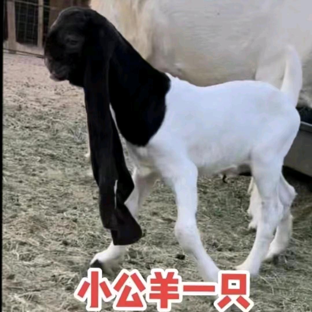 沙特波尔