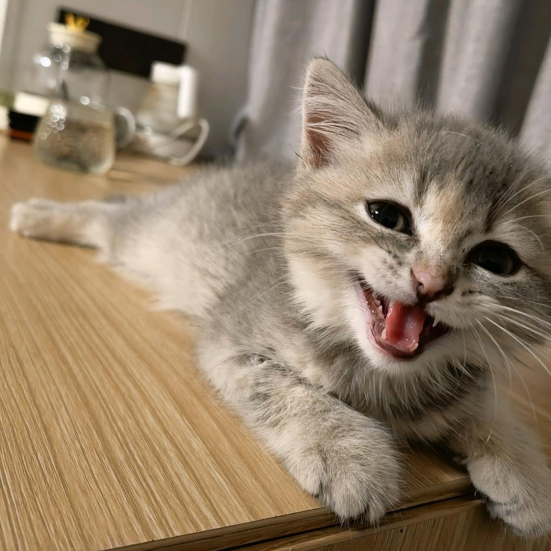 李发财是只哈基咪🐱🐱