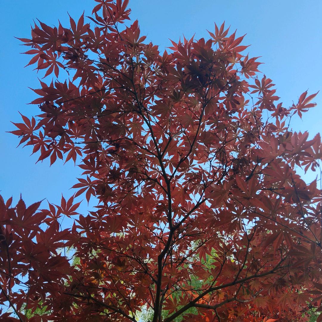 九多肉多南韩大街