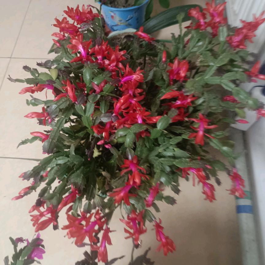 风起想你，