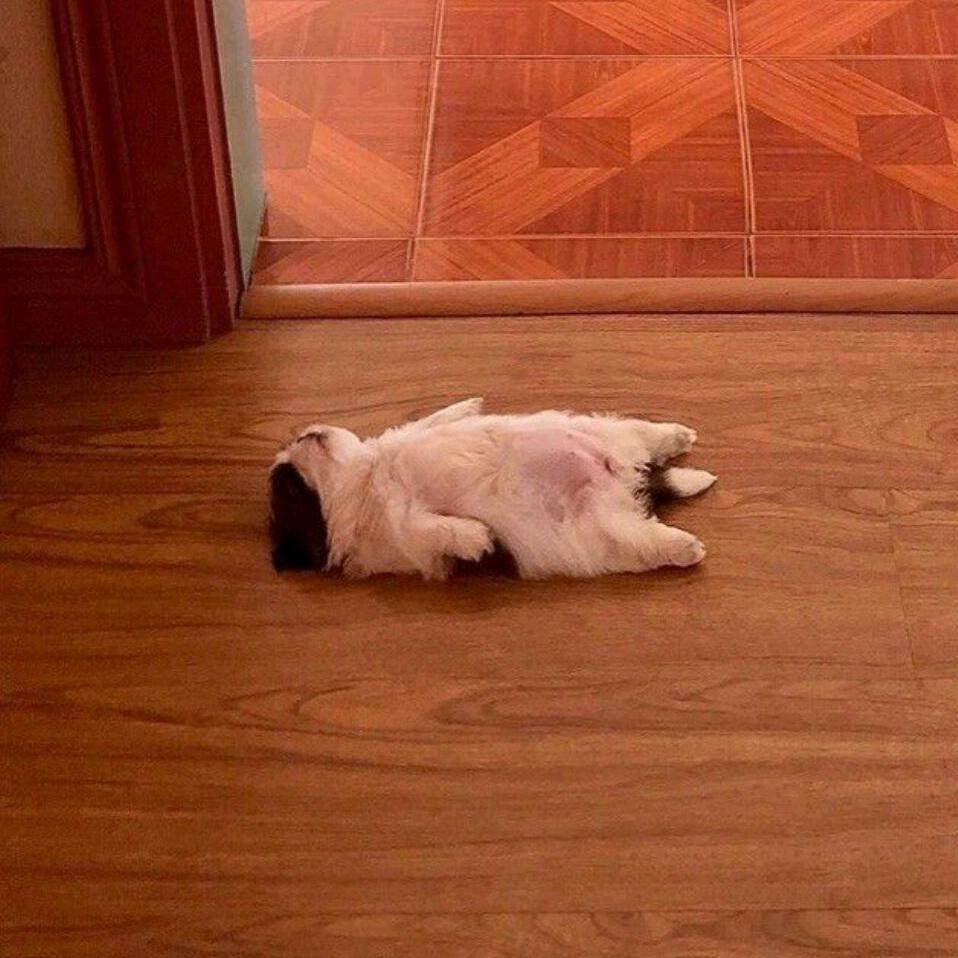 可乐爱加冰＞＿