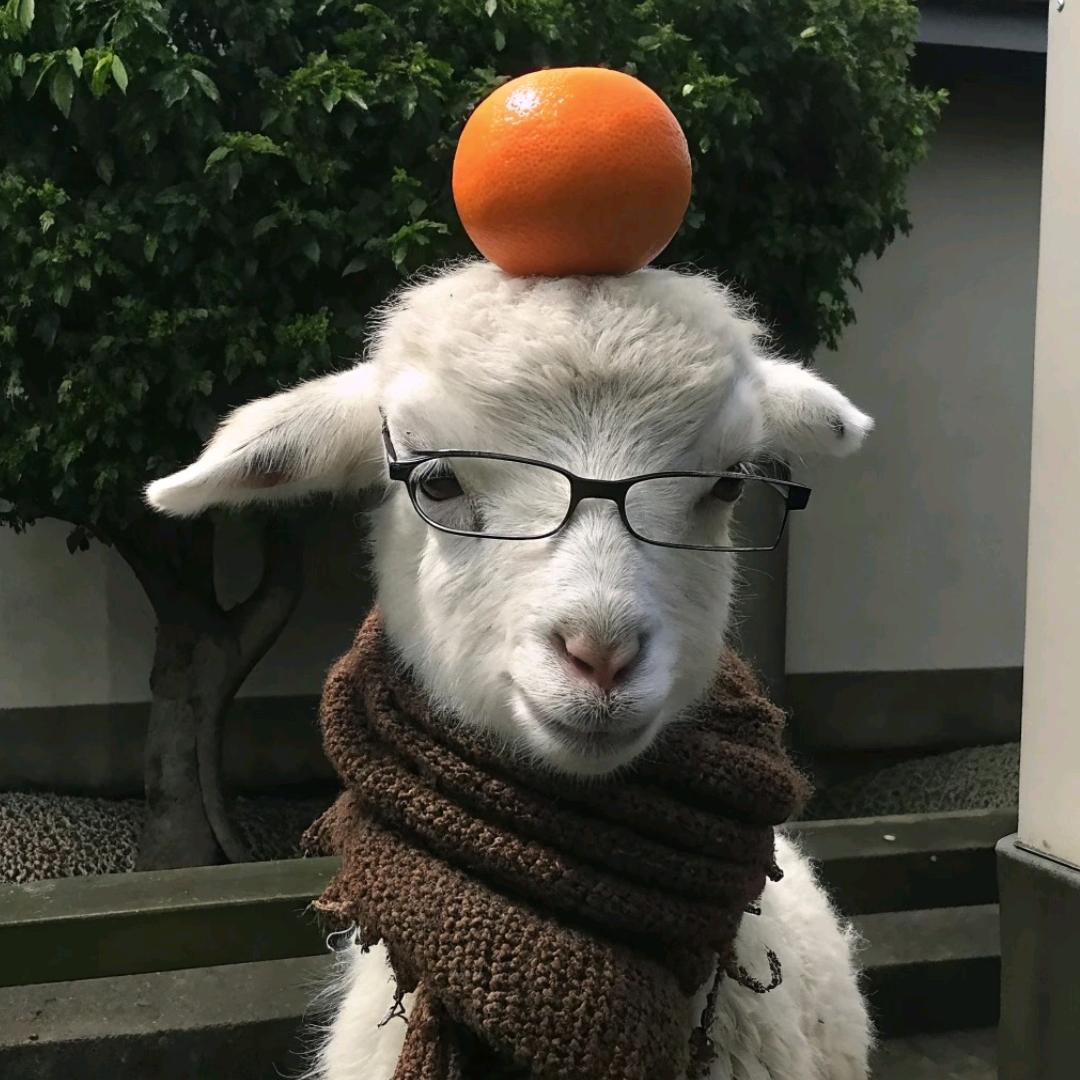蛋挞会飞.