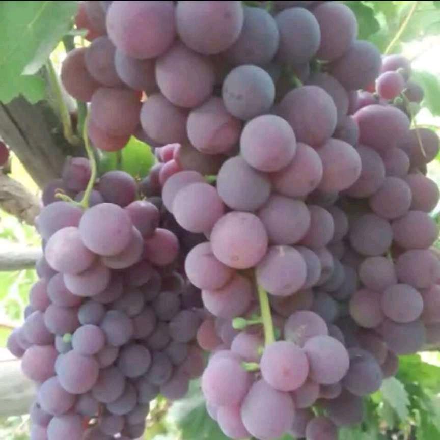 🇨🇳🎶🎷荷塘清趣🎶🇨🇳