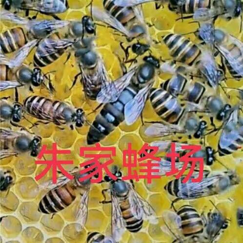 九哥🐝养蜂世家🐝朱疯子