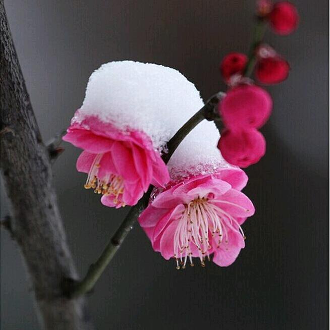 夏雪🌨️