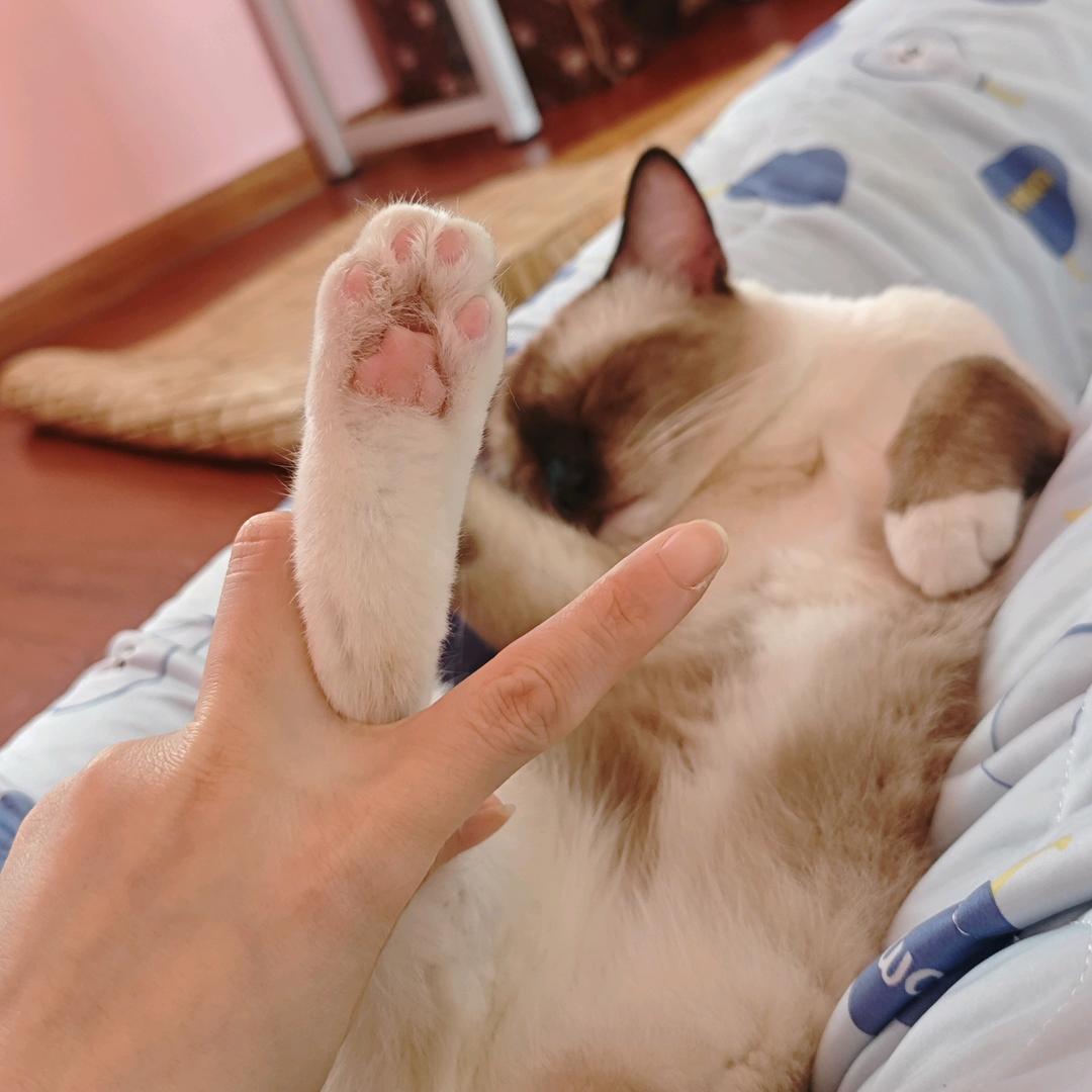 喵儿蜜