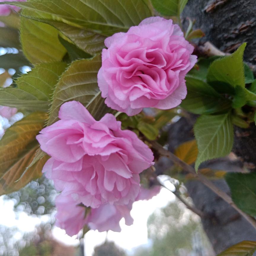 💞ღ᭄凤凰涅槃💞：